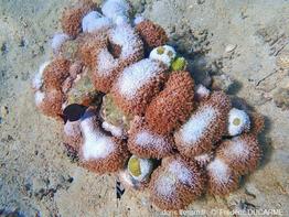 Goniopora_fd_01