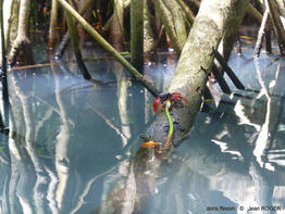 goniopsis_cruentata-jr01