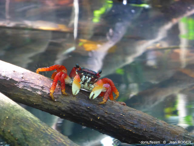 Goniopsis_cruentata-jr03