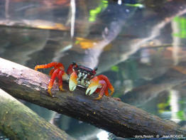 Goniopsis_cruentata-jr03