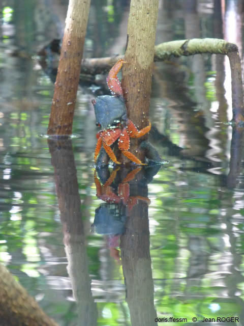 Goniopsis_cruentata-jr04