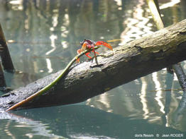 Goniopsis_cruentata-jr05