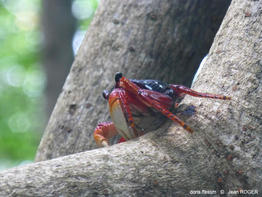 Goniopsis_cruentata-jr06