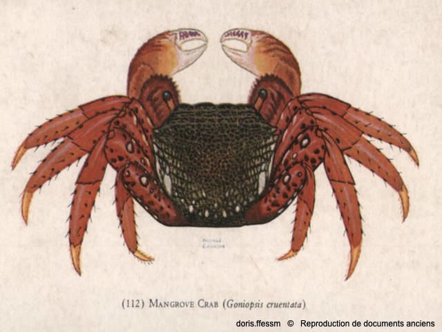 goniopsis_cruentata-repro-doc-anciens01