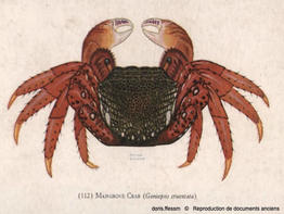 goniopsis_cruentata-repro-doc-anciens01