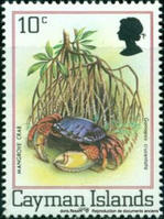 goniopsis_cruentata-repro-doc-anciens02