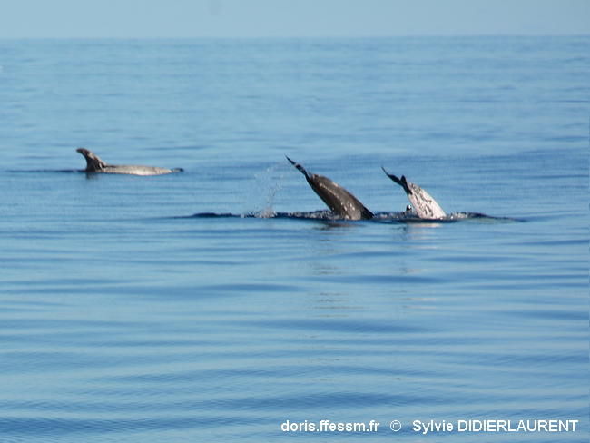 Grampus_griseus-sddl701