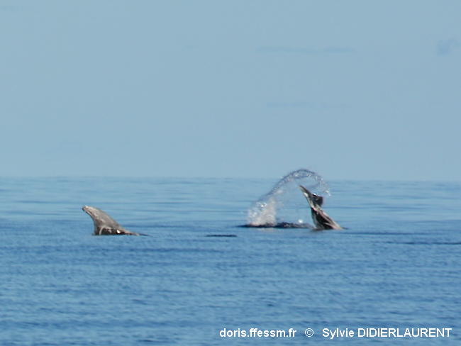 Grampus_griseus-sddl702