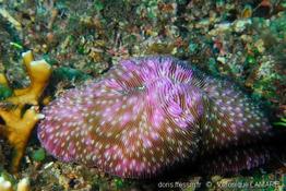 lobactis_scutaria-vl6