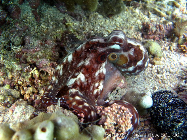 octopus_cyanea-phbo107