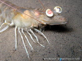 melicertus_kerathurus-aps2