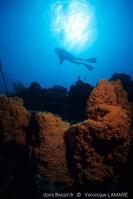 agelas_clathrodes_vl1