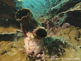 polycarpa_mytiligera-fa088