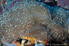 euphyllia_glabrescens-vl5