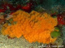 schizomavella_mamillata-fa14b