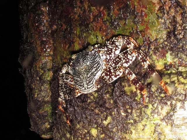 Grapsus_grapsus-en02