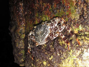 Grapsus_grapsus-en02