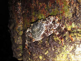 Grapsus_grapsus-en02