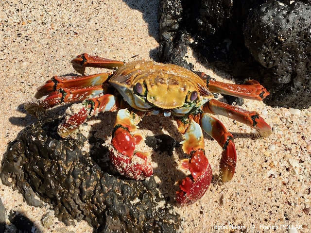 Grapsus_grapsus-fp01