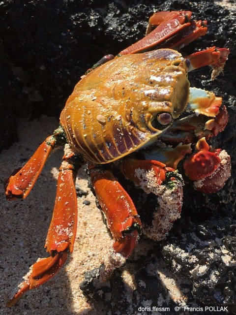 Grapsus_grapsus-fp02