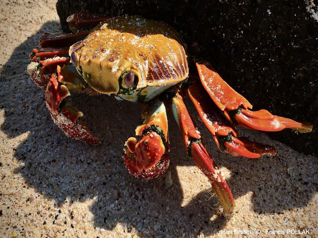 Grapsus_grapsus-fp03