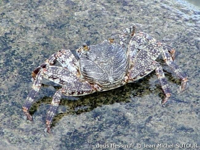 grapsus_grapsus-jms01