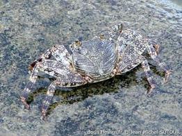 grapsus_grapsus-jms01