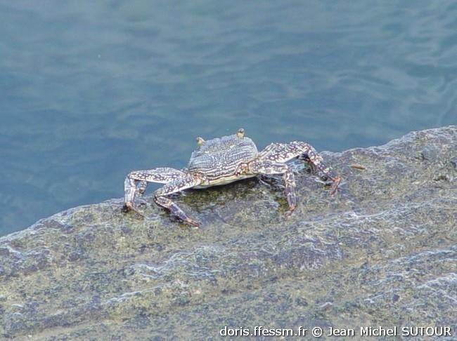 Grapsus_grapsus-jms02