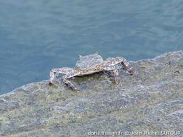 Grapsus_grapsus-jms02