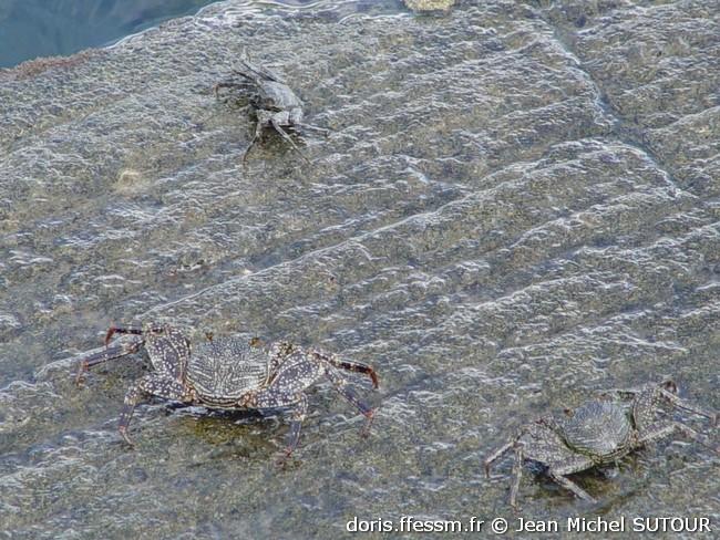 Grapsus_grapsus-jms03