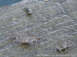 Grapsus_grapsus-jms03