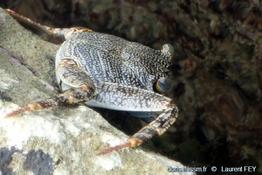 Grapsus_grapsus-lf01