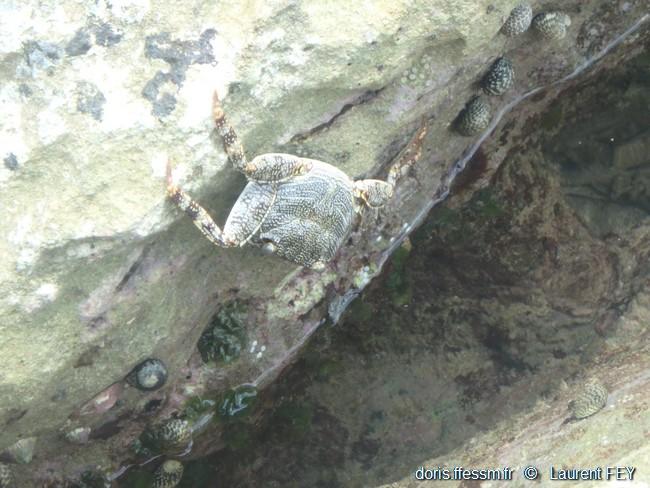 Grapsus_grapsus-lf02