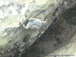 Grapsus_grapsus-lf02