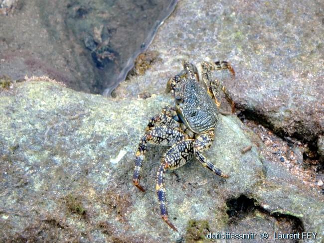 Grapsus_grapsus-lf03