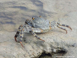 Grapsus_grapsus-lf03