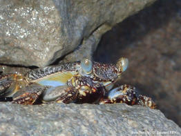 Grapsus_grapsus-lf10