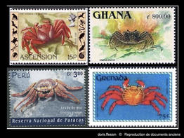 Grapsus_grapsus-repro-doc-anciens03