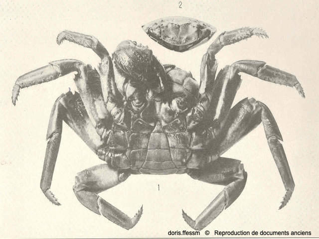Grapsus_grapsus-rmj1915