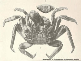 Grapsus_grapsus-rmj1915