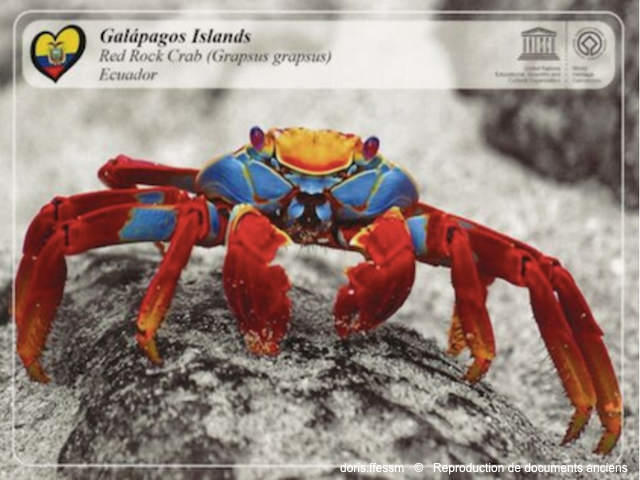 Graspus_grapsus-repro-doc-anciens02