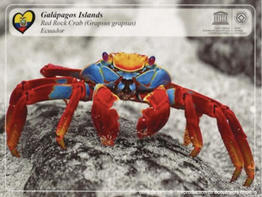 Graspus_grapsus-repro-doc-anciens02