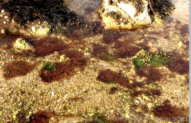 grateloupia_turuturu-frsi-img_02