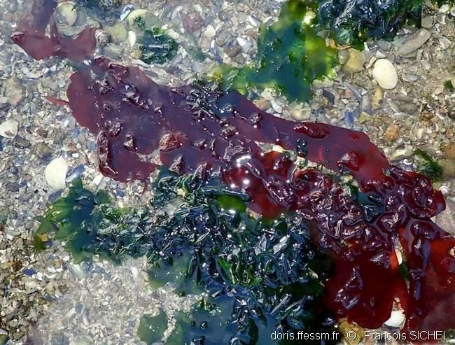 grateloupia_turuturu-frsi-img_03