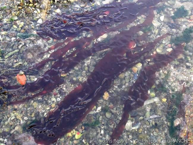 grateloupia_turuturu-plg-img_9009