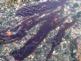 grateloupia_turuturu-plg-img_9009