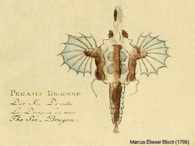 eurypegasus-draconis-Bloch-1786