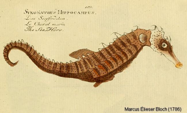 hippocampus-hippocampus-1786