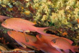 anthias_anthias-vl2