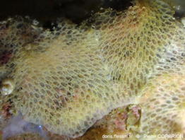 Gregarinidra_gregaria-pico009